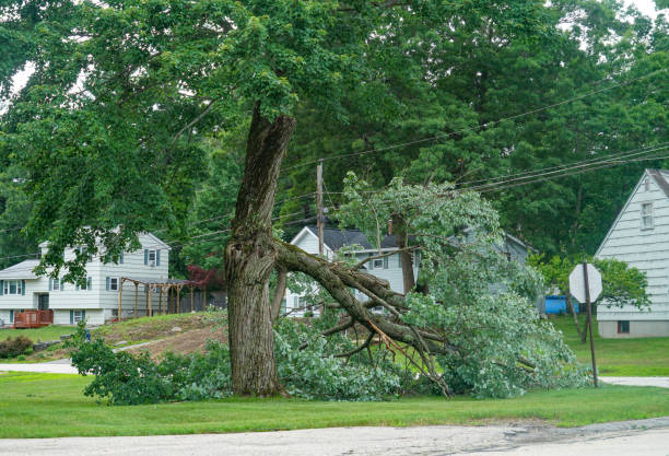 Professional  Tree Services in Lake Of The Woods, VA