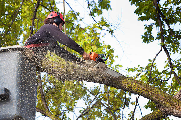 Best Emergency Tree Removal  in Lake Of The Woods, VA